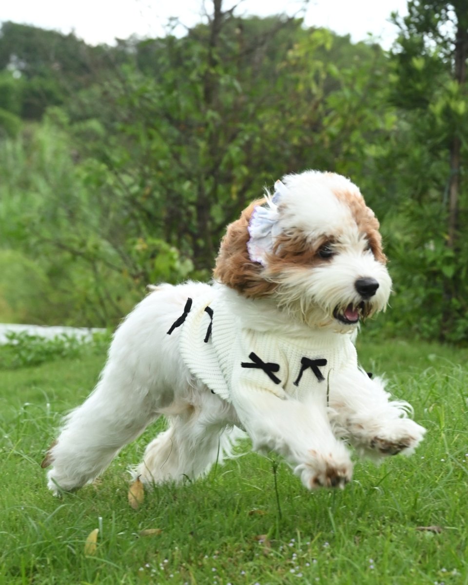 Black Bow - 3D Motif Pet Sweater - Merryreindeer