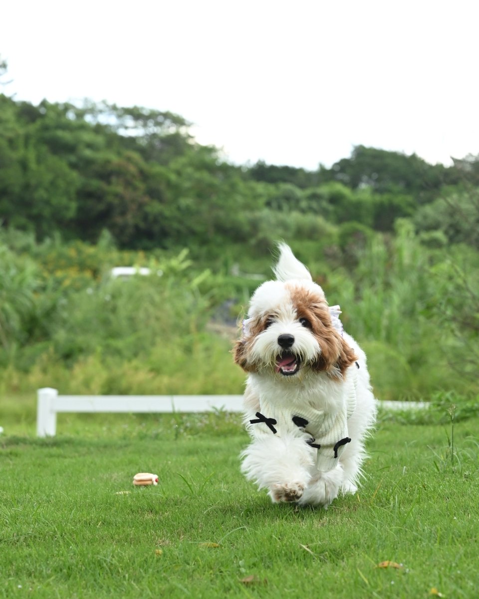 Black Bow - 3D Motif Pet Sweater - Merryreindeer