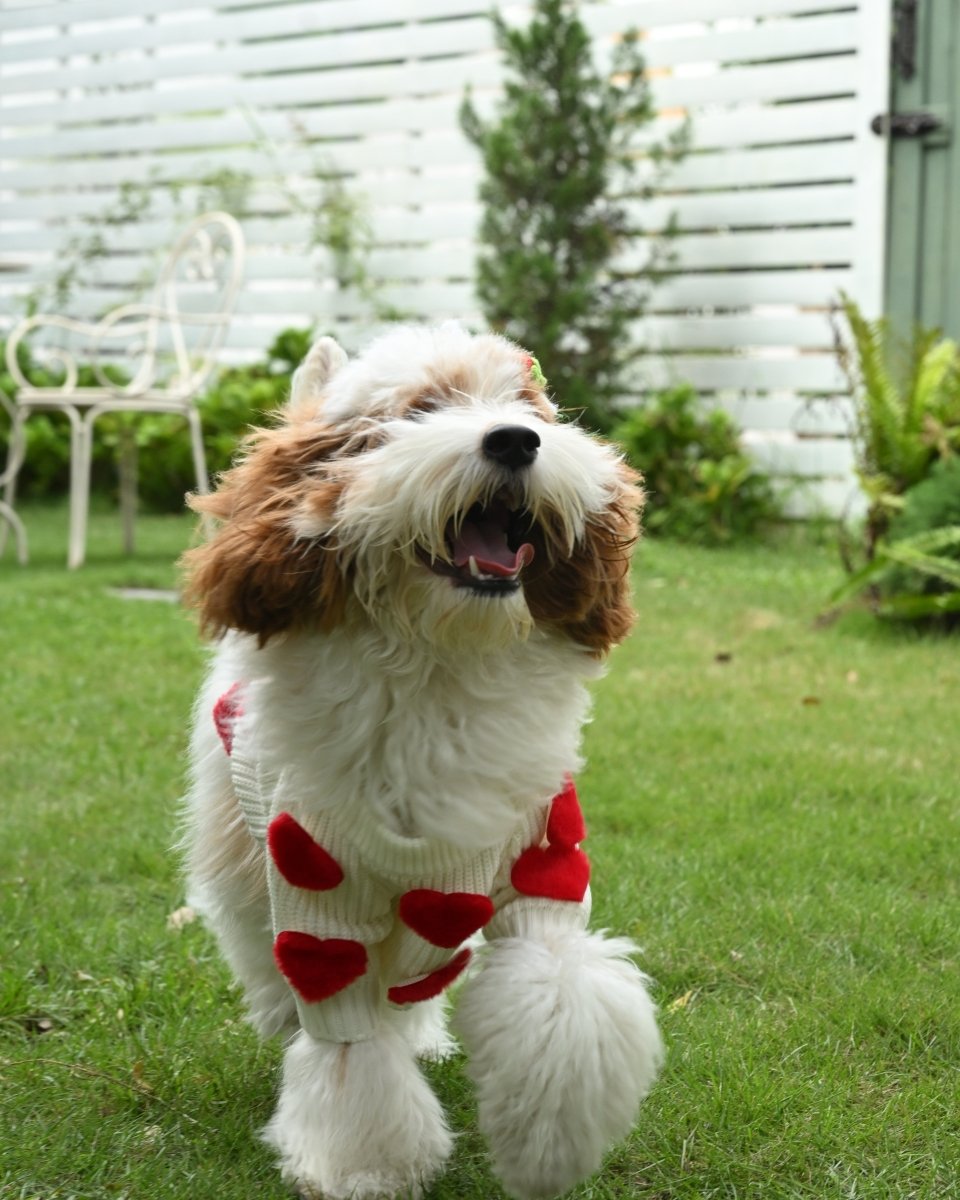 Cream Heart - 3D Motif Pet Sweater - Merryreindeer