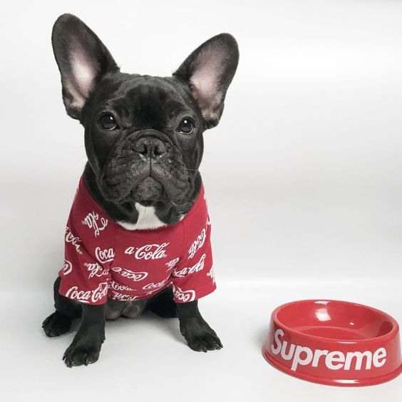 French Bulldog Coca Cola Dog T shirt