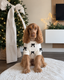 Black Bow-3D Motif Pet Sweater