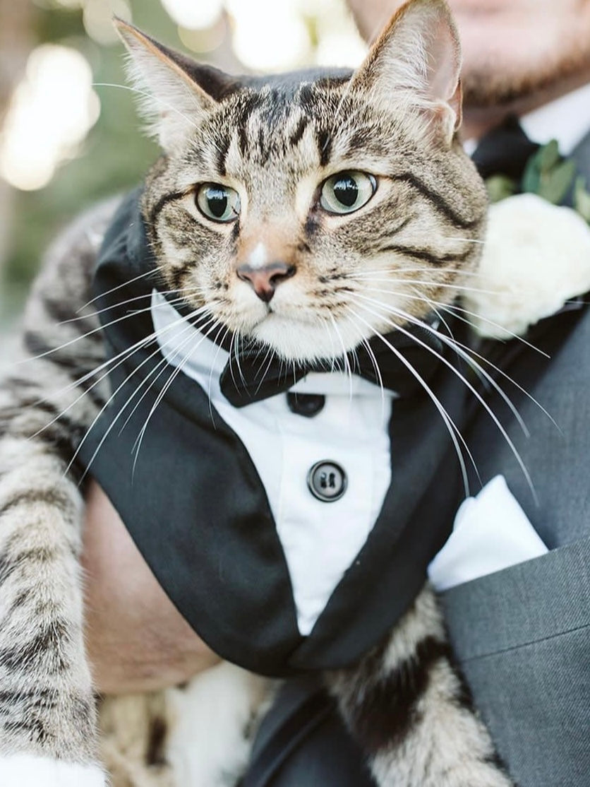Wedding Pet Cat Wedding Tuxedo Bow Tie Bandana