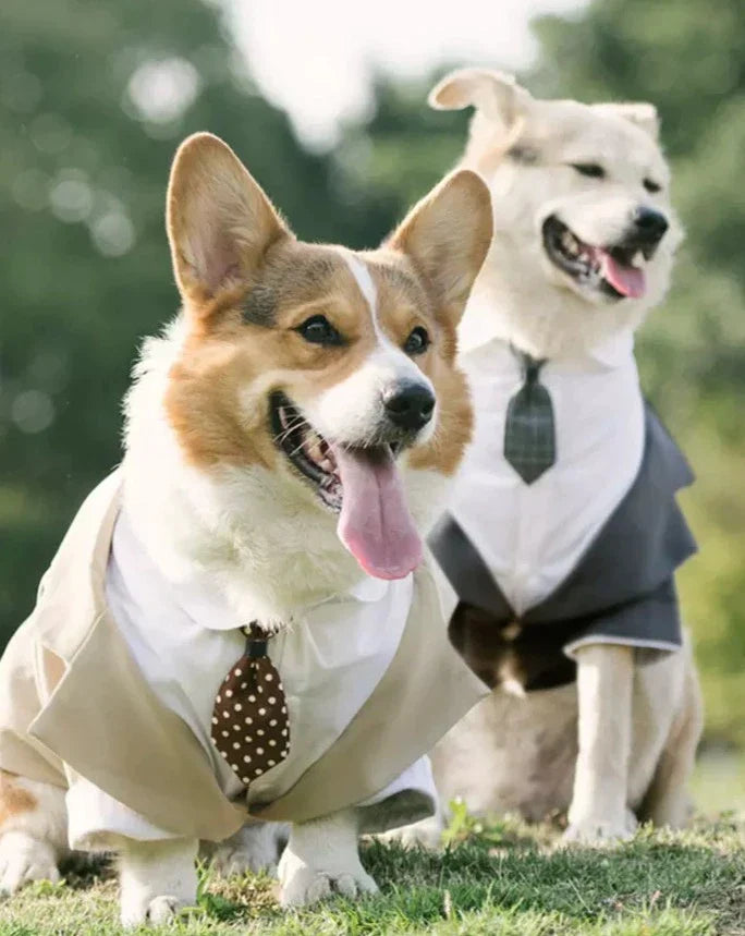 Dog Tuxedo  Suit ｜Free Tie
